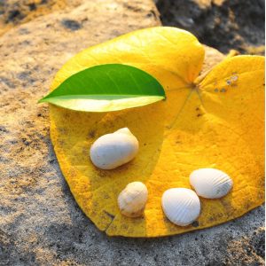 Вебінар: Вітамін D та автоімунітет — онлайн-курс (On Demand Webinar Vitamin D & Autoimmunität)